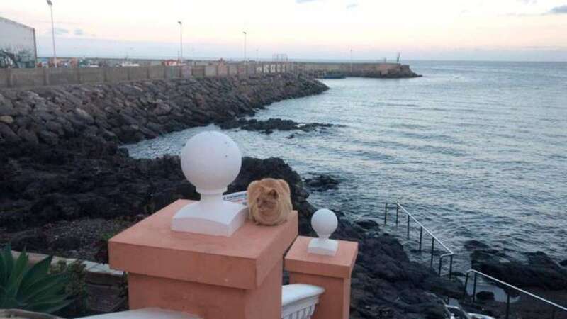 Un gato marrón descansa acomodado en la avenida de Taliarte (Foto TA)